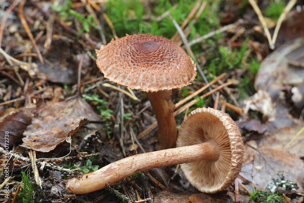 Tricholoma vaccinum, known as the russet scaly tricholoma, the scaly knight, or the fuzztop, wild mushroom from Finland Tricholoma vaccinum, known as the russet scaly tricholoma, the scaly knight, or the fuzztop, wild mushroom from Finland