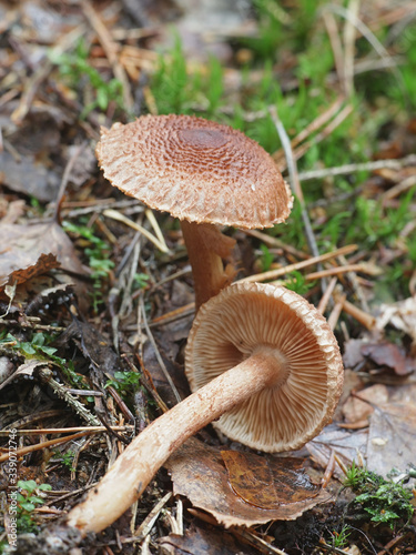Tricholoma vaccinum, known as the russet scaly tricholoma, the scaly knight, or the fuzztop, wild mushroom from Finland