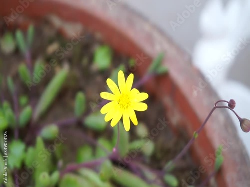 Close up look of the house plant succulent. The yellow color flower of the Othonna capensis , little pickles in the sunny day photo