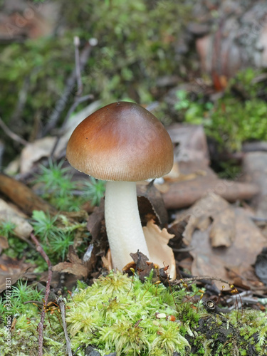 Amanita fulva, commonly called the tawny grisette, wild mushroom from Finland