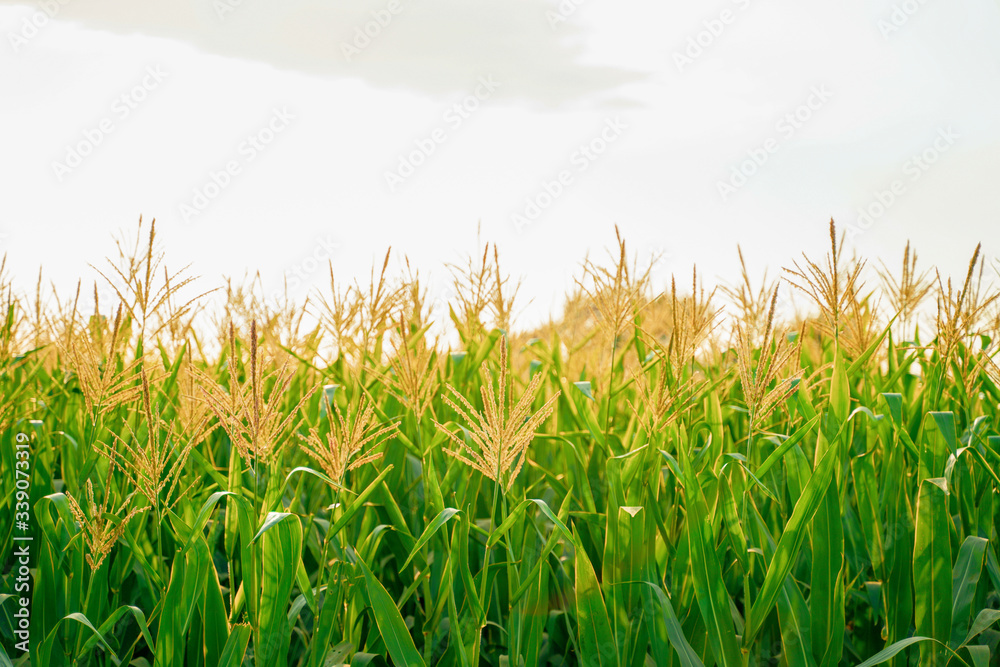 Fototapeta premium A green field of corn in india