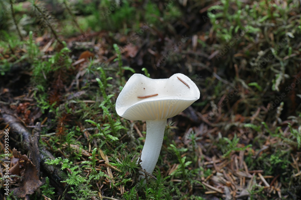 Hygrophorus agathosmus, known as the gray almond waxy cap or the almond woodwax, wild mushroom from Finland Hygrophorus agathosmus, known as the gray almond waxy cap or the almond woodwax, wild mushroom from Finland