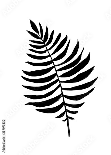 black and white illustration, tropical leaf, graphics, nature