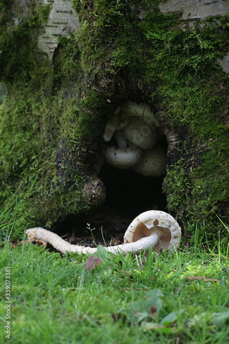 Hemipholiota heteroclita, a wild scalycap mushroom from Finland photo