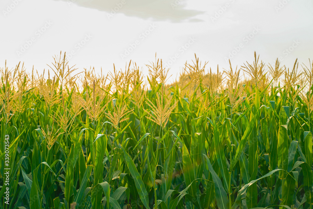 A green field of corn in india