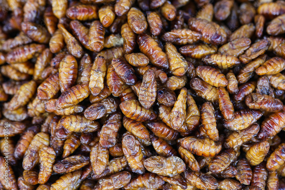 Fried insects, high protein snack foods that are popular in Thailand. Fried insects, high protein snack foods that are popular in Thailand.