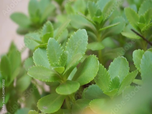 Close up look of the green colored house plant succulent in the sunny day. Leaf of the Phedimus aizoon or phedimus aizoon in spring outdoor photo