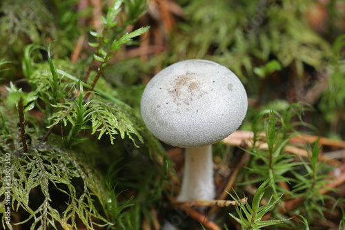 Clitocybe odora, known as aniseed toadstool, aniseed funnelcap or aniseed funnel, wild mushroom from Finland photo