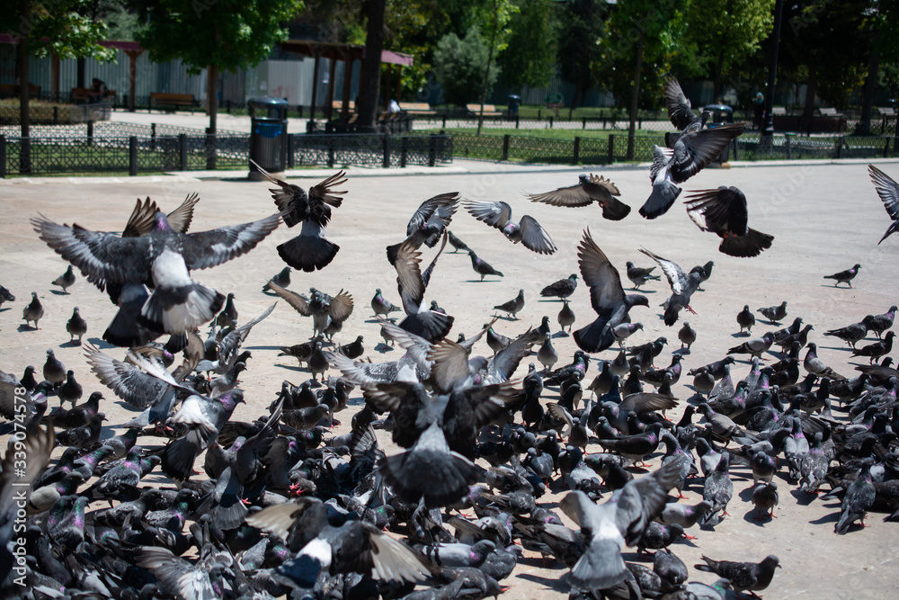 Fototapeta premium Hungry flock of pigeons feeding in the street
