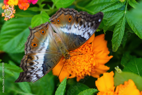 Fototapeta Naklejka Na Ścianę i Meble -  Malay cruiser butterfly - Vindula dejone, beautiful yellow and orange butterfly from Southeast Asian meadows and woodlands, Malaysia.