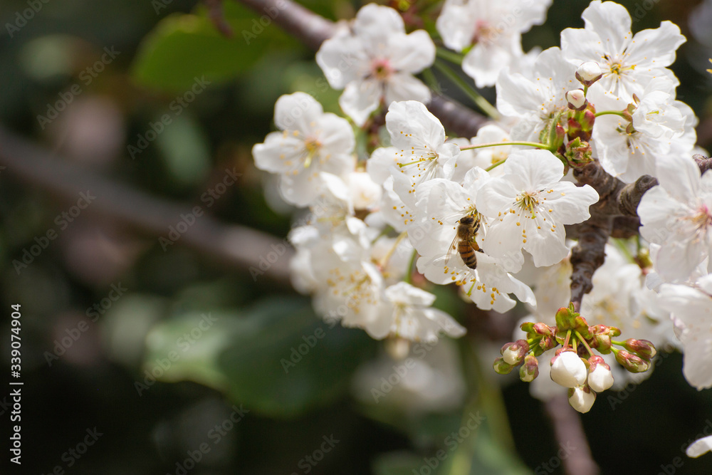 Bees never tire of collecting pollen from cherry blossoms.