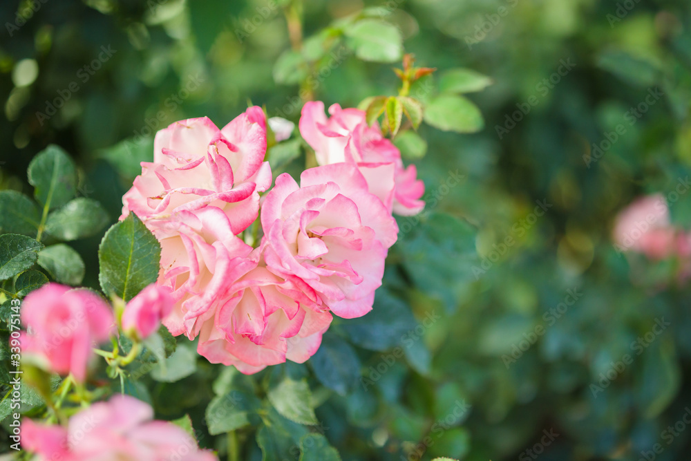 Beautiful pink roses flower in the garden