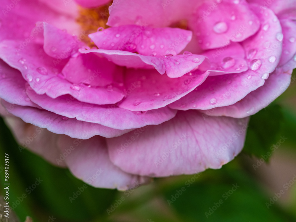 Close up of a single beautiful pink rose
