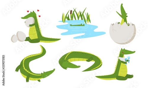 Funny crocodile animals living in swamp and giving birth