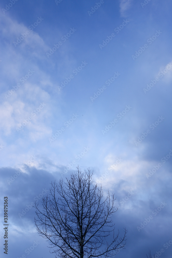 冬の空