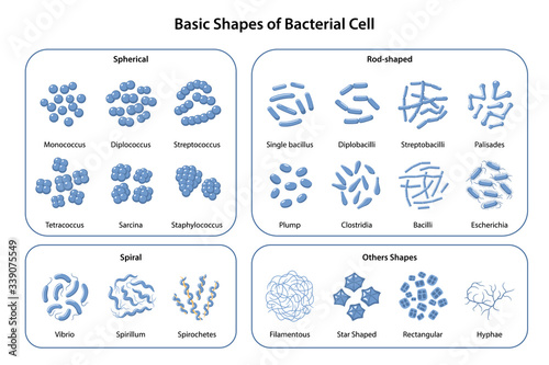 Set of basic shapes and arrangements of bacteria. Morphology. Microbiology. Types of shapes: spherical, rod-shaped and spiral. Vector illustration in flat style isolated over white background photo