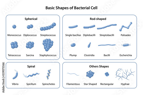 Set of basic shapes and arrangements of bacteria. Microbiology. Types of shapes: spherical, rod-shaped and spiral. Vector illustration in flat style isolated over white background photo