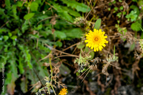 yellow single  flower close up