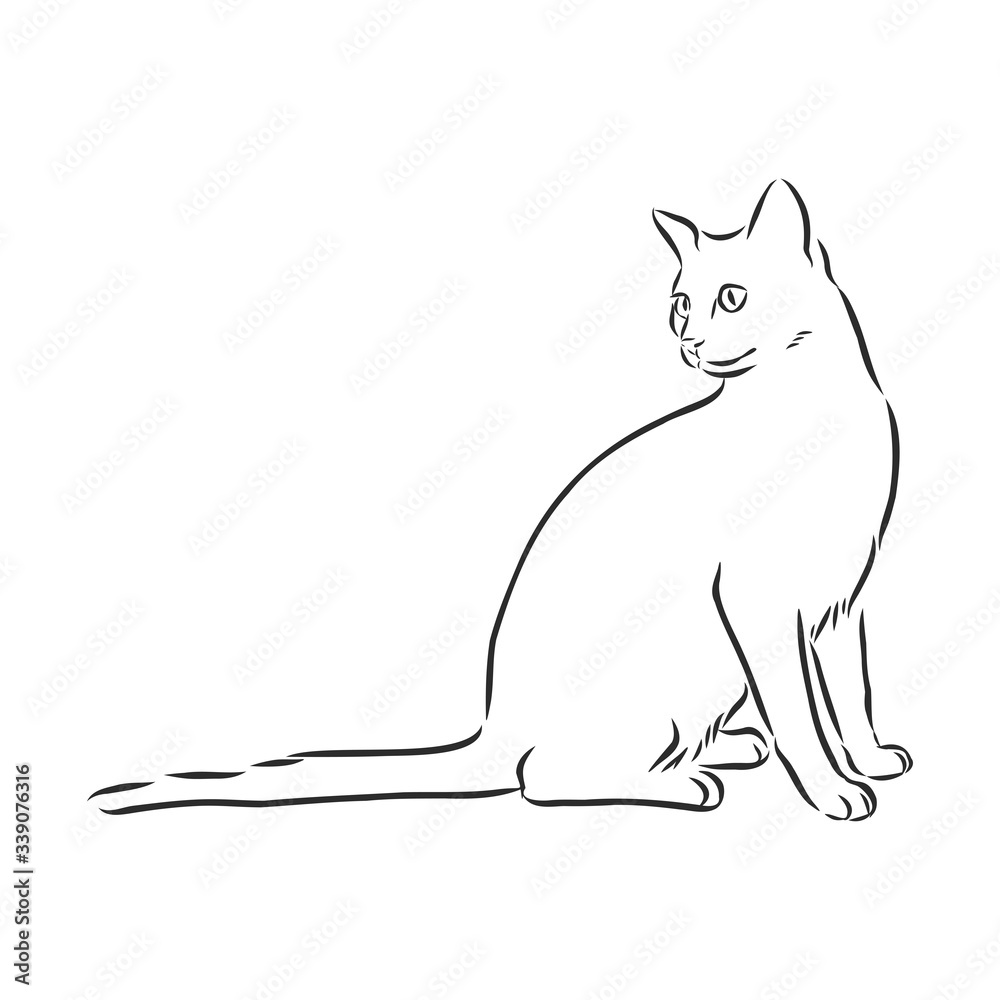 domestic cat, realistic vector sketch illustration, the sign of the cat domestic cat, realistic vector sketch illustration, the sign of the cat