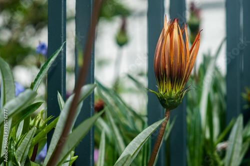 gazania flower closed in the garden.