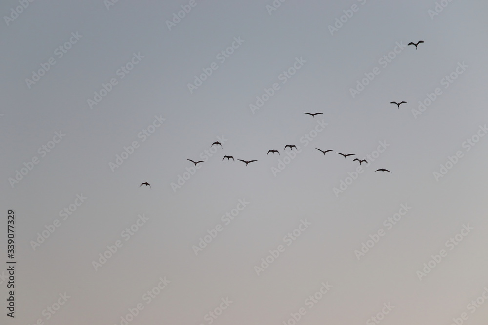 group of great egrets ( white heron) flying in the sky , birds background