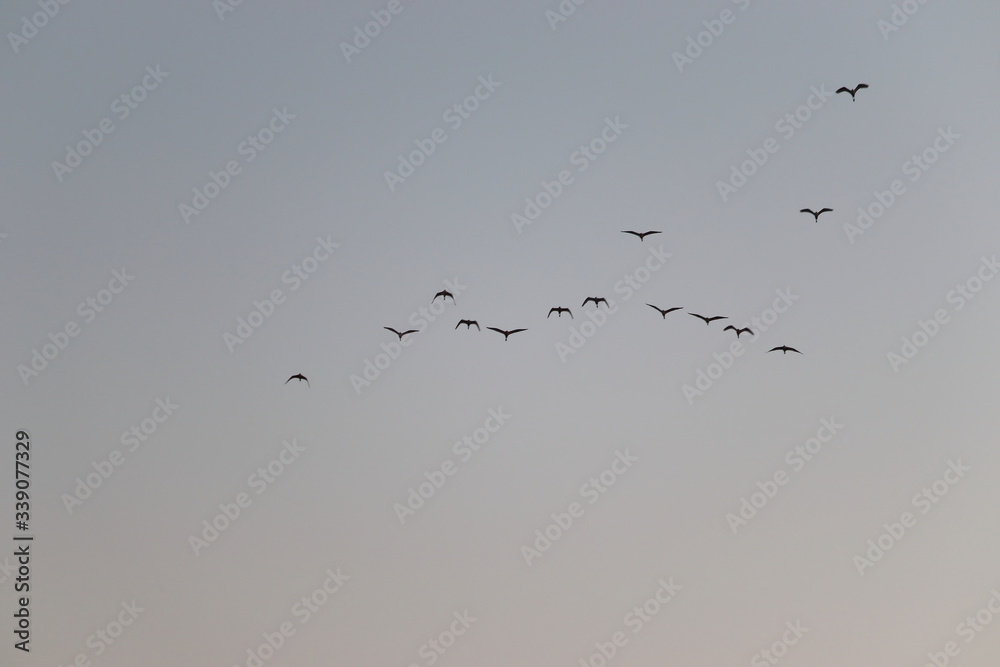 group of great egrets ( white heron) flying in the sky , birds background group of great egrets ( white heron) flying in the sky , birds background