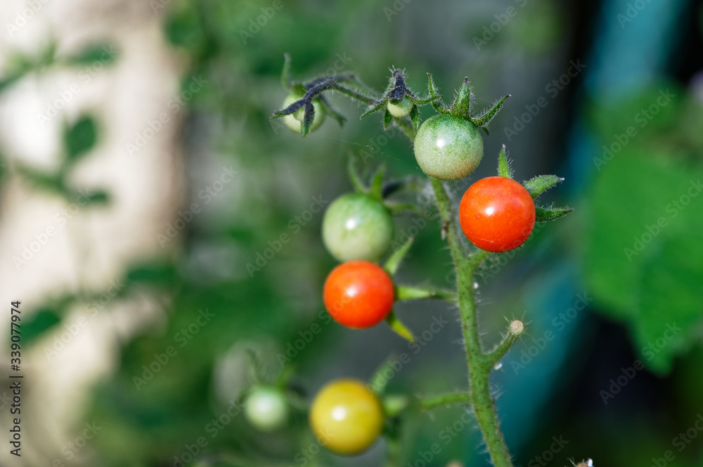 Ripe red cheery tomatoes, yellow and green tomatoes growing in a home garden