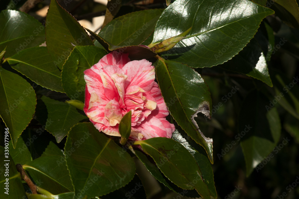 beautiful pink rose between green leaves beautiful pink rose between green leaves