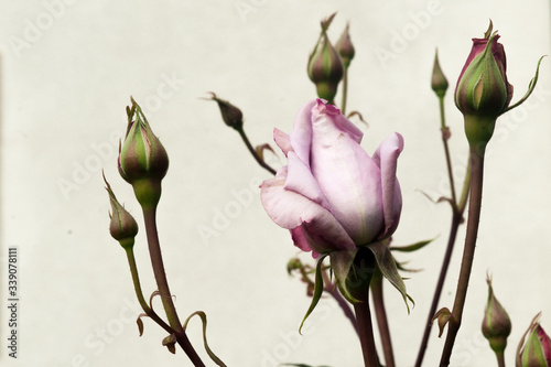 Foto beautiful soft purple burose on a rosebush