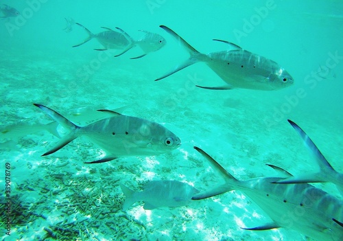 Photo Close-up Of Fishes Swimming In Sea