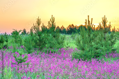 mazing spring landscape with  flowering purple flowers in meadow