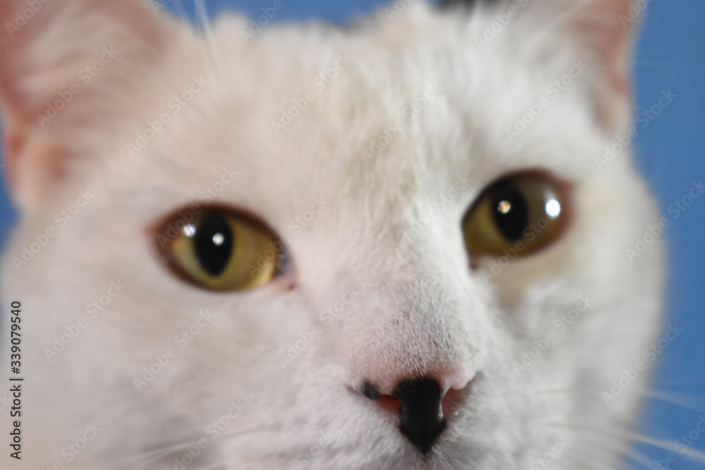 Gato blanco mirada