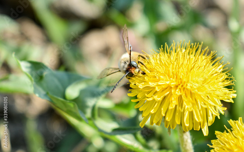 bee collects nectar on a dandelion, yellow dandelion, flower, green grass, yellow pollen © Maria