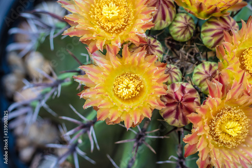 Beautiful  large-sized cactus flowers are planted in pots and blooming during the summer months.