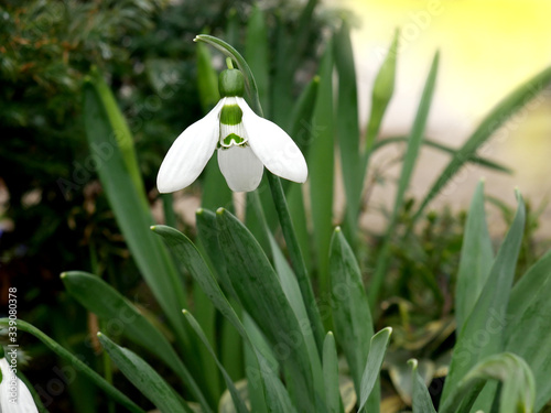 The flower of the Galanthus plant of the Nivalis variety, often simply called a snowdrop in the garden flower garden