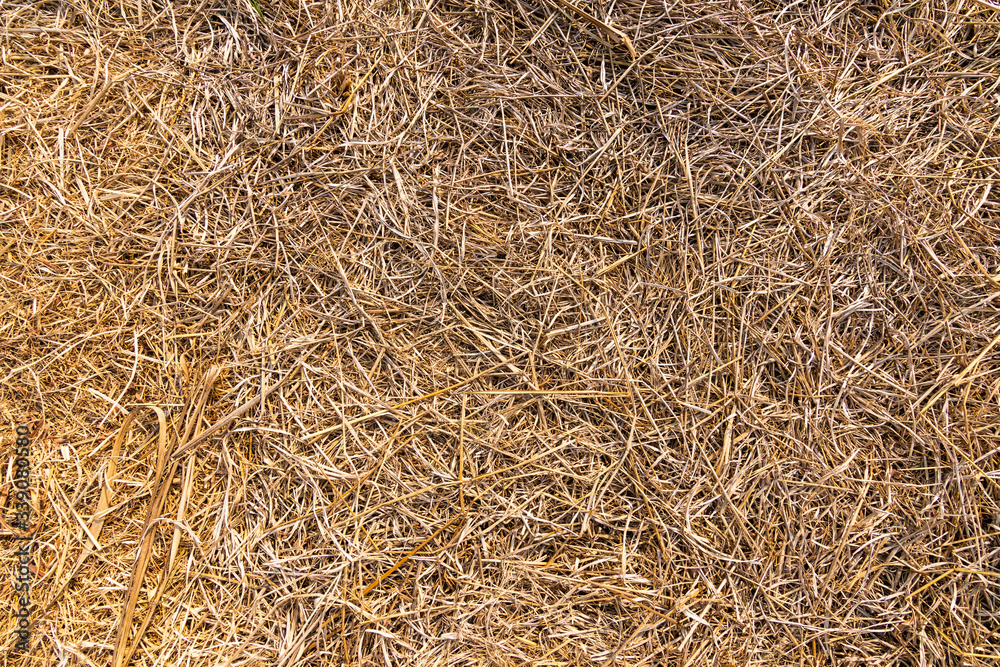Dry straw surface. Reeds background and texture. Dry straw surface. Reeds background and texture.