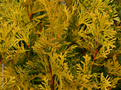 The thuja western with yellow  needles cultivar Jantar in spring, beautiful green floral background