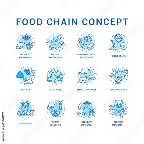 Food chain concept icons set. Primary, secondary and tertiary consumers. Top carnivores. Life cycle idea thin line RGB color illustrations. Vector isolated outline drawings. Editable stroke