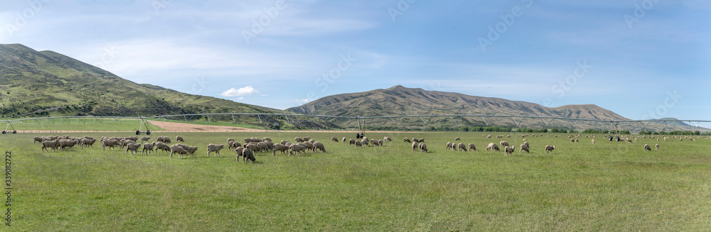 irrigation plant and sheep flock in green countryside, near Omarama, New Zealand