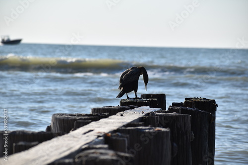 Bird on the beach 