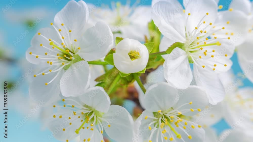 White flowers of a cherry blossom on a cherry tree close up. Time lapse video of the blossoming of white petals of a cherry flower. Macro. Nature. Creative timelapse.