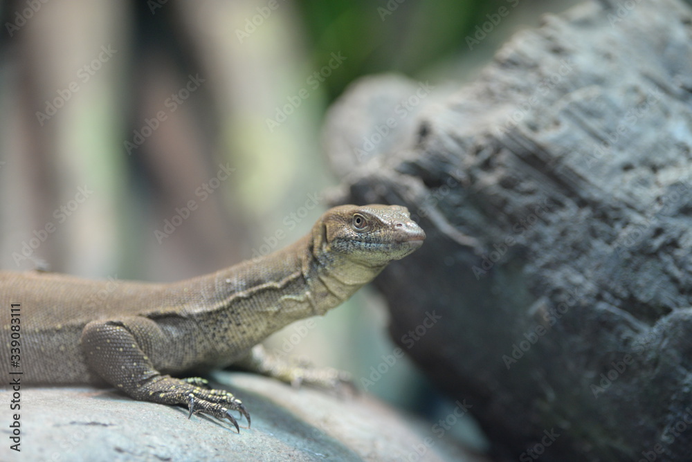 lizard on the ground 