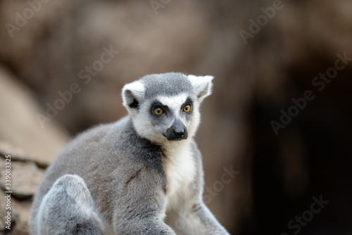 ring tailed lemur