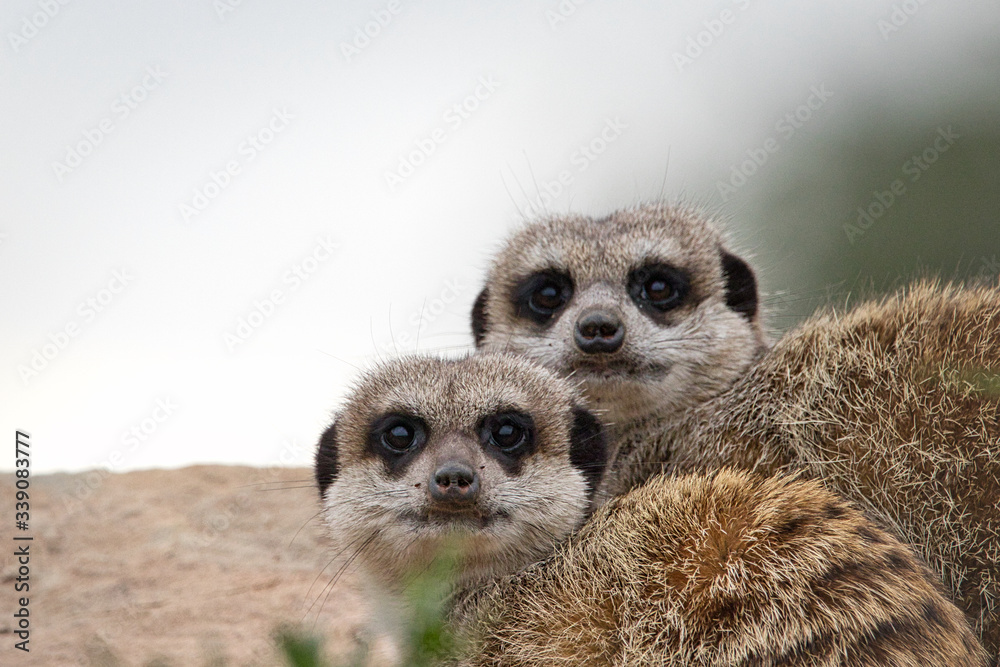 Fototapeta premium two meerkats on the lookout