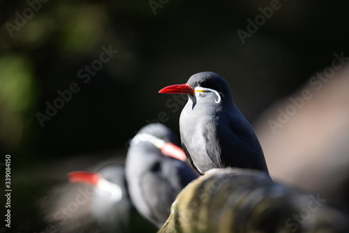 close up of a bird © Sulmansha44