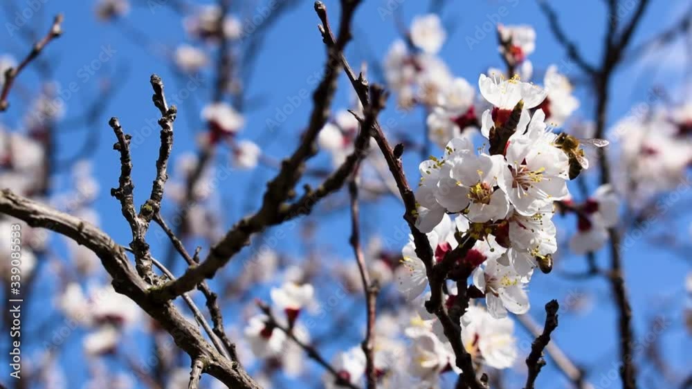 Two working bees with slow motion on a flowering fruit tree in spring. White floral nature recording.