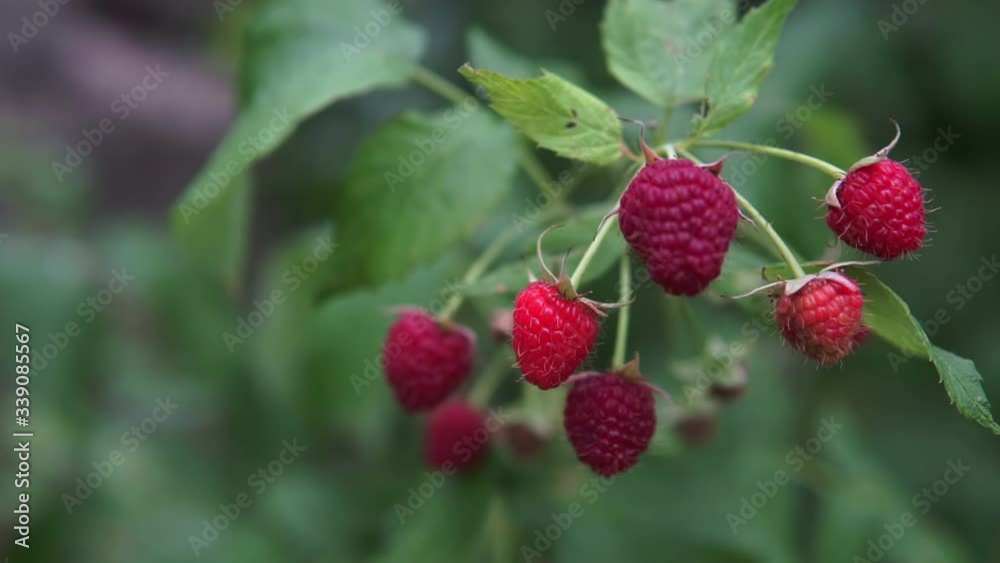 Raspberry bush with berries. Raspberry bush in summer. Fresh raspberry.