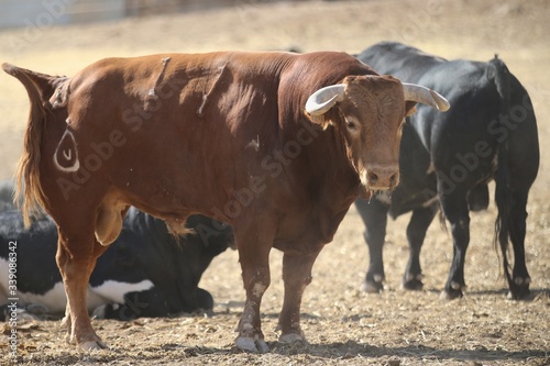 Bull in spain in the green field