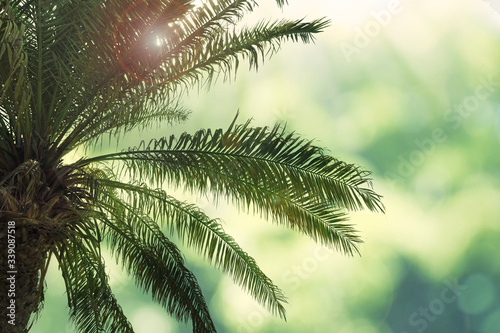 Beautiful tropical palm tree outdoors on sunny day