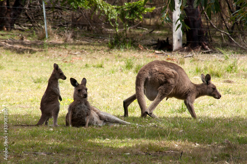 Mogo Australia, group of kangaroos resting on grass photo